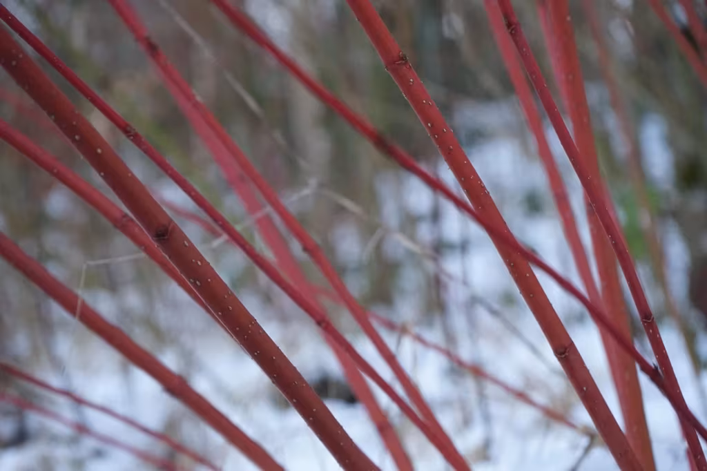 Bright red dogwood stems adding colour to a winter garden